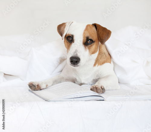 Dog with book © Tatyana Gladskih