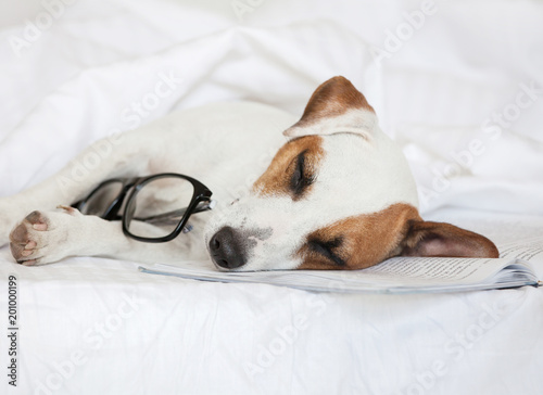 Sleeping dog with book © Tatyana Gladskih