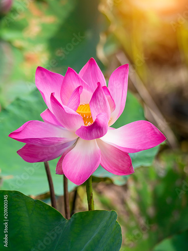 Close up pink lotus flower.
