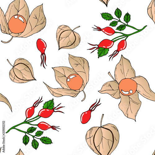 Vector seamless pattern with colored autumn phyisalis and dogroses  on white background.