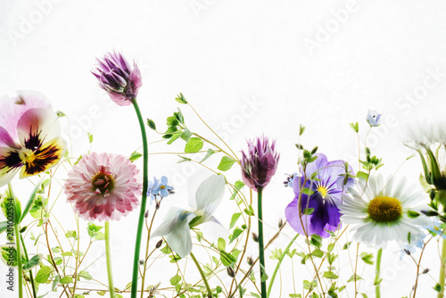spring flowers on white