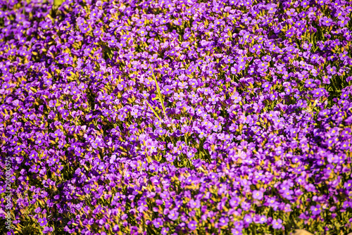 Aubretia flowers in spring in Germany