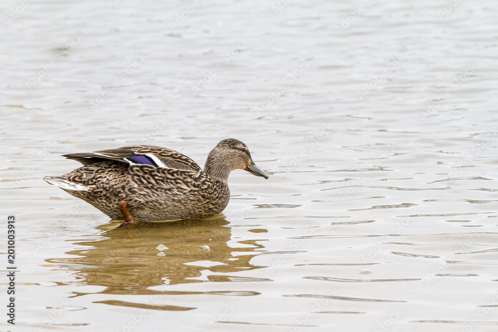 Fototapeta premium The Wild duck