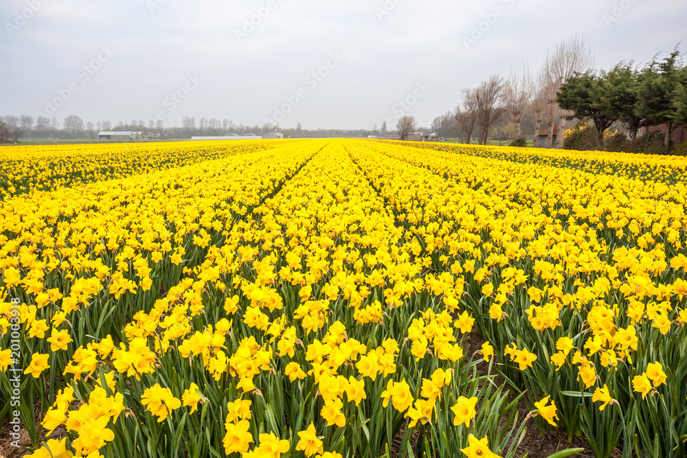 hyacinths from Amsterdam