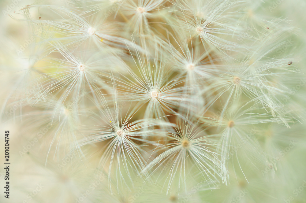 Naklejka abstract dandelion flower background