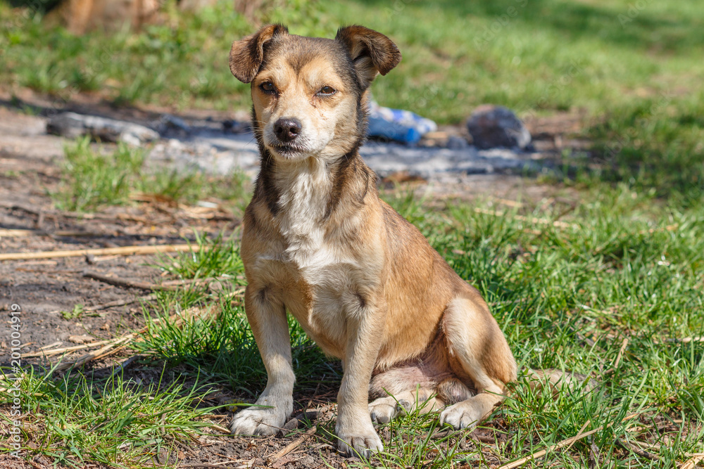 Homeless dog. A homeless cute brown dog walks in nature. A dog resting on the lawn. Cute little doggie. Shelter for stray dogs. Homeless dog. A homeless cute brown dog walks in nature. A dog resting on the lawn. Cute little doggie. Shelter for stray dogs.