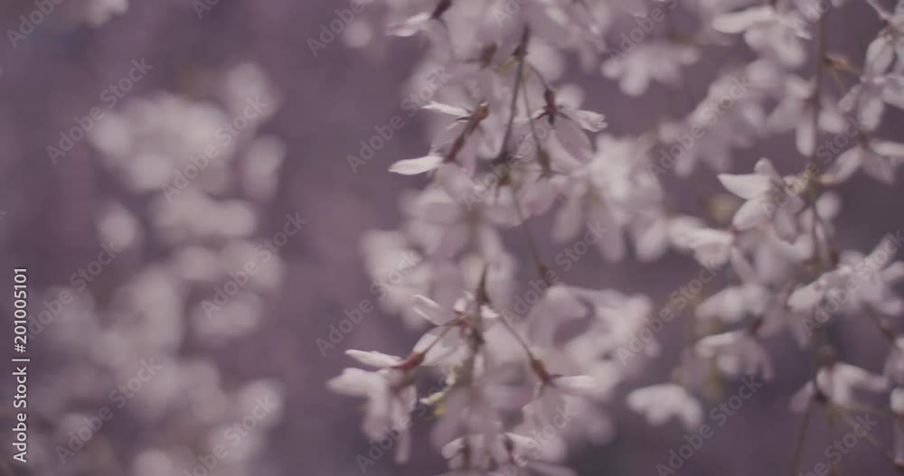 しだれ桜の花 しだれ桜の花