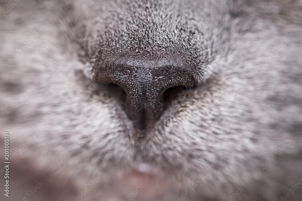 Naklejka premium Cat nose Imprint