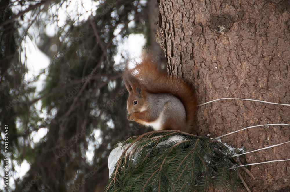 Hokkaido Squirrel eating a wlanut in Winter Mountain