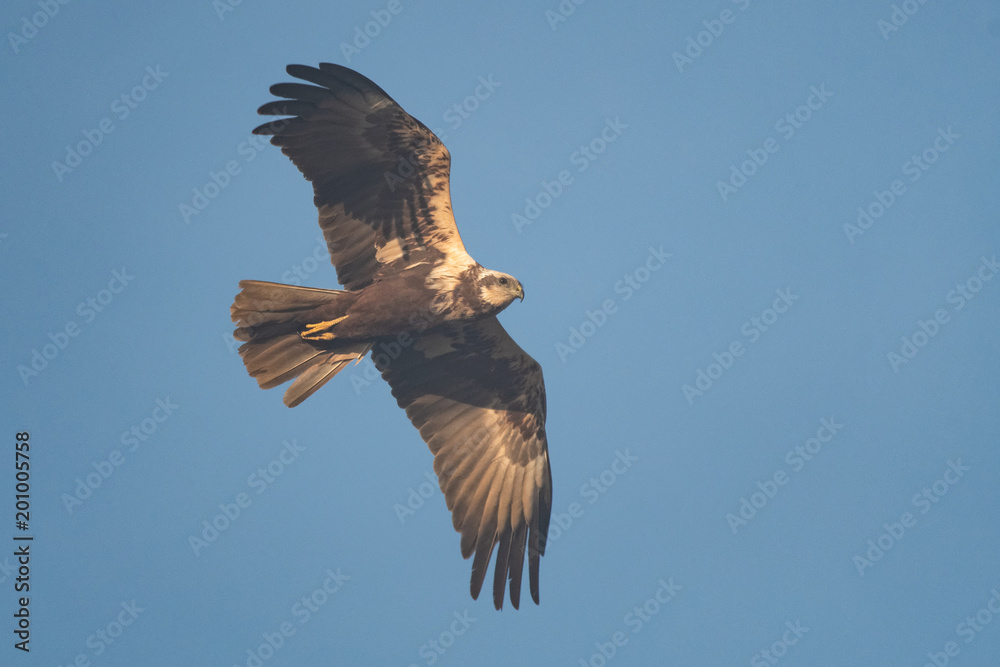 Fototapeta premium Female swamp harrier flying in front of a blue sky