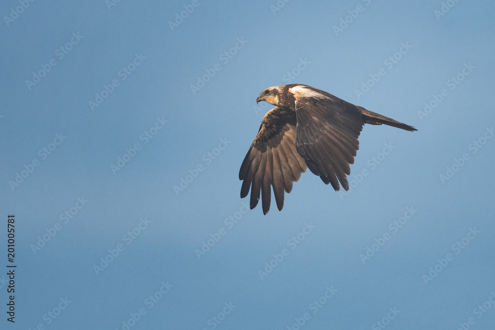 Obraz premium Female swamp harrier flying in front of a blue sky