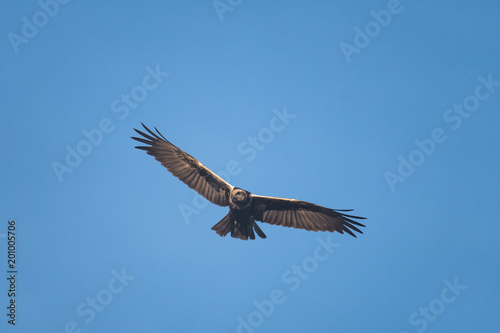 Female swamp harrier flying in front of a blue sky