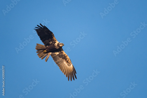 Female swamp harrier flying in front of a blue sky