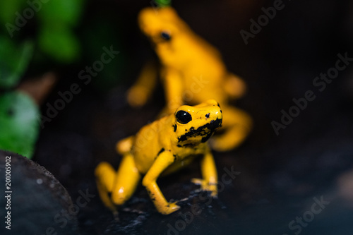 Golden poison frog in their natural habitat