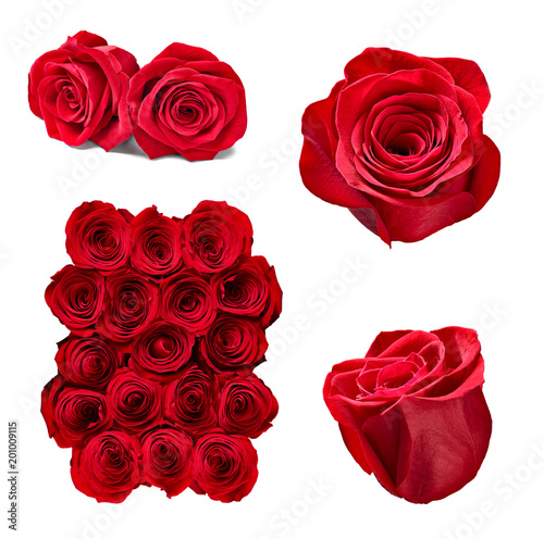 flower rose petal blosspm background