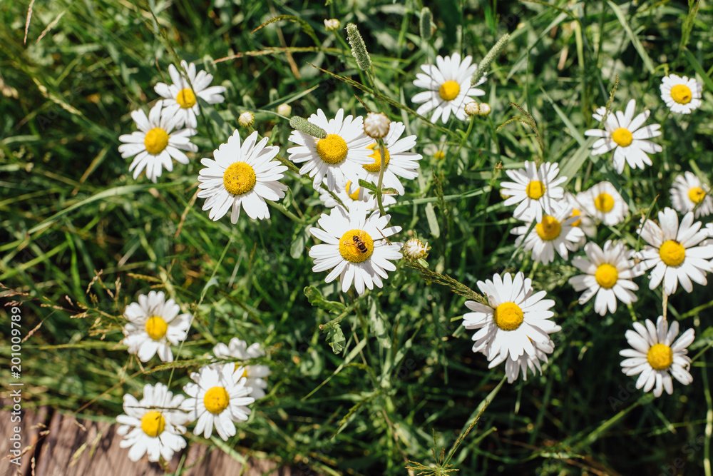 Field of camomiles flowers Field of camomiles flowers