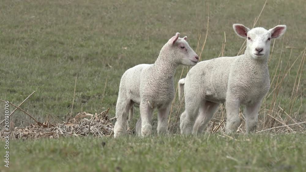 two white lambs standing on pasture two white lambs standing on pasture