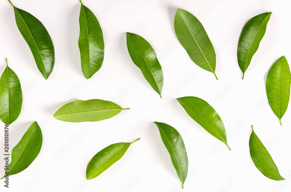 Green leaves isolated on white background.