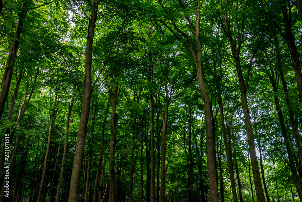 Sunlight through dense trees at Haagse Bos, forest in The Hague