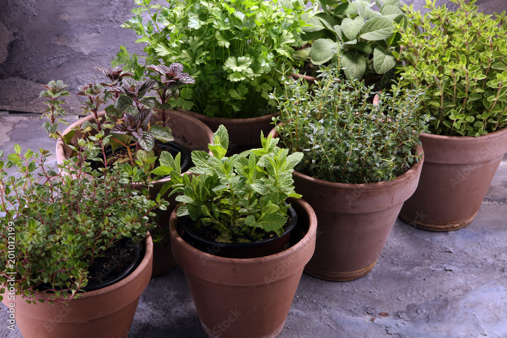 Homegrown and aromatic herbs in old clay pots