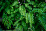 Green Leaves of a tree at Haagse Bos, forest in The Hague