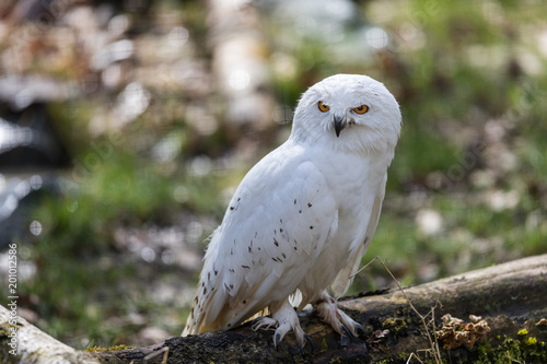 Snowy Owl Bird