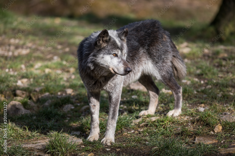 Obraz premium Black Wolf Animal