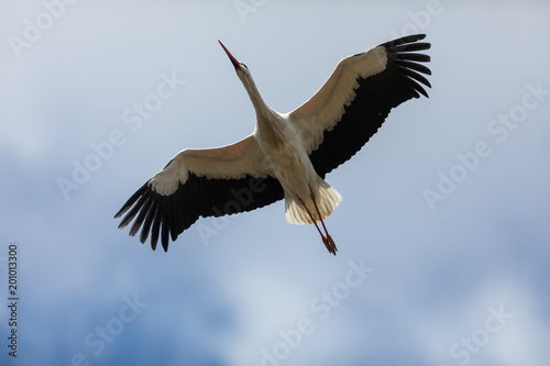 Stork Bird © AB Photography