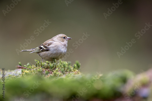A low level natural image of a female chaffinch standing and looking to the right