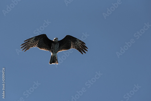 an Osprey (Pandion haliaetus) with outstretched wings