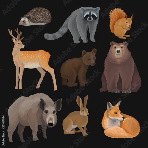 Wild northern forest animals set, hedgehog, raccoon, squirrel, deer, fox, bear cub, wild boar, hare vector Illustrations on a black background