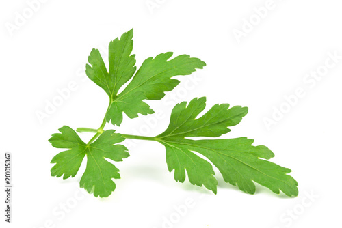 Perfect branch of a fresh parsley isolated o w ahite background in close-up.