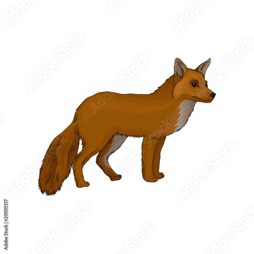 Red fox wild northern forest animal vector Illustration on a white background