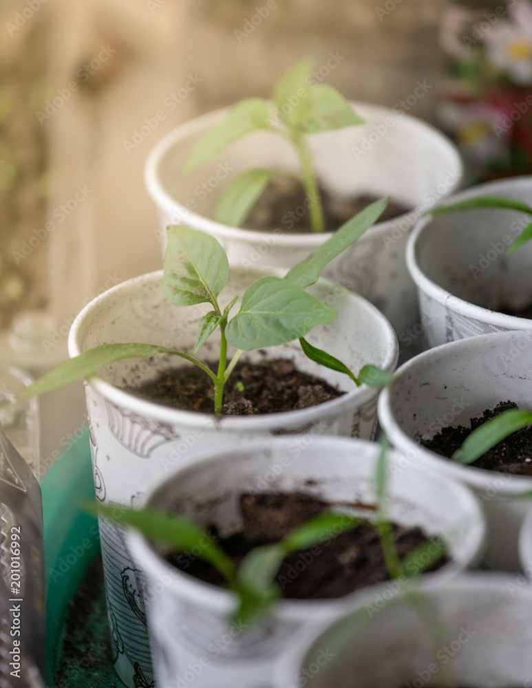 Spring seedlings. Young shoots. Saplings in plastic cups. Small pepper plants Spring seedlings. Young shoots. Saplings in plastic cups. Small pepper plants