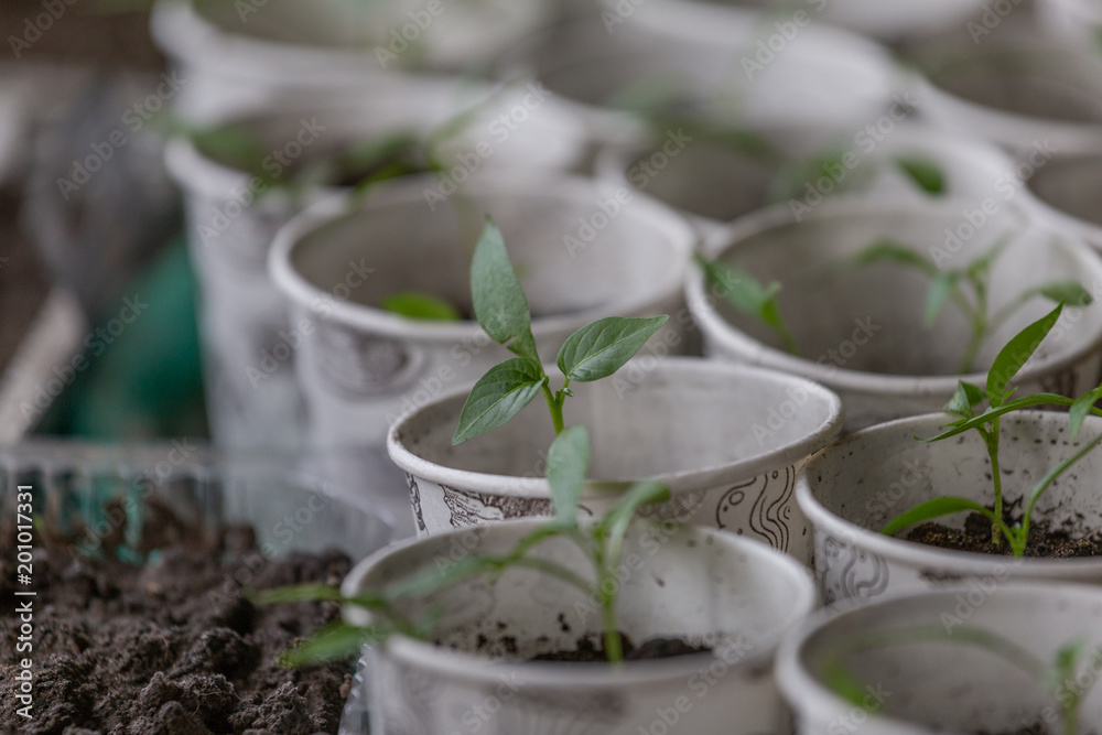 Spring seedlings. Young shoots. Saplings in plastic cups. Small pepper plants Spring seedlings. Young shoots. Saplings in plastic cups. Small pepper plants