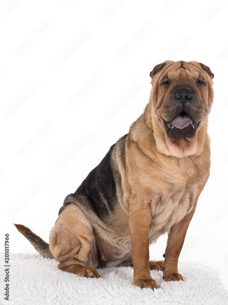 Obraz premium Shar Pei