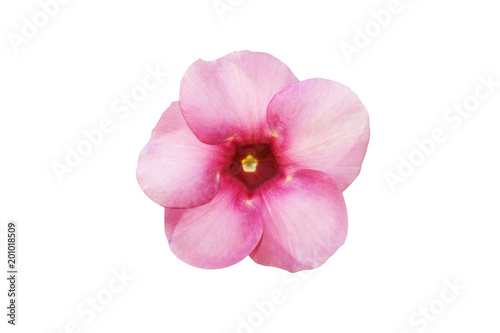 Colorful pink flower blooming ,Purple Allamanda ,Allamanda blanchetii isolated on white background