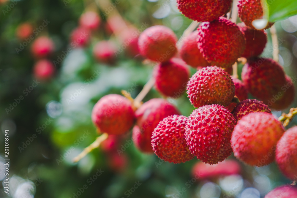 Obraz premium Close up ripe lychee fruits on tree in the plantation,Thailand