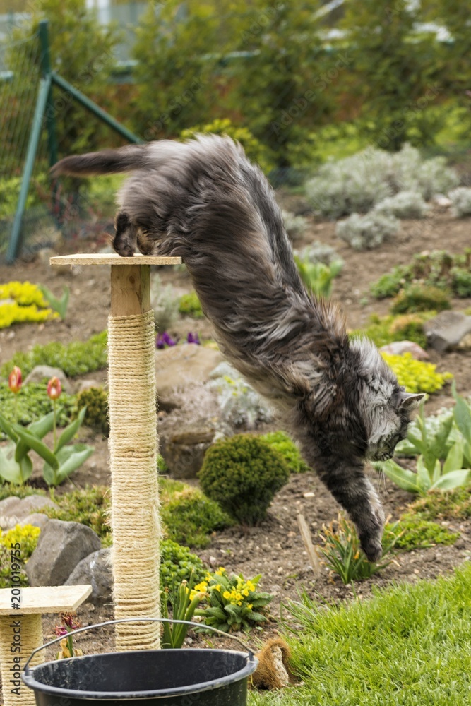 Obraz premium beautiful coon in nature in spring