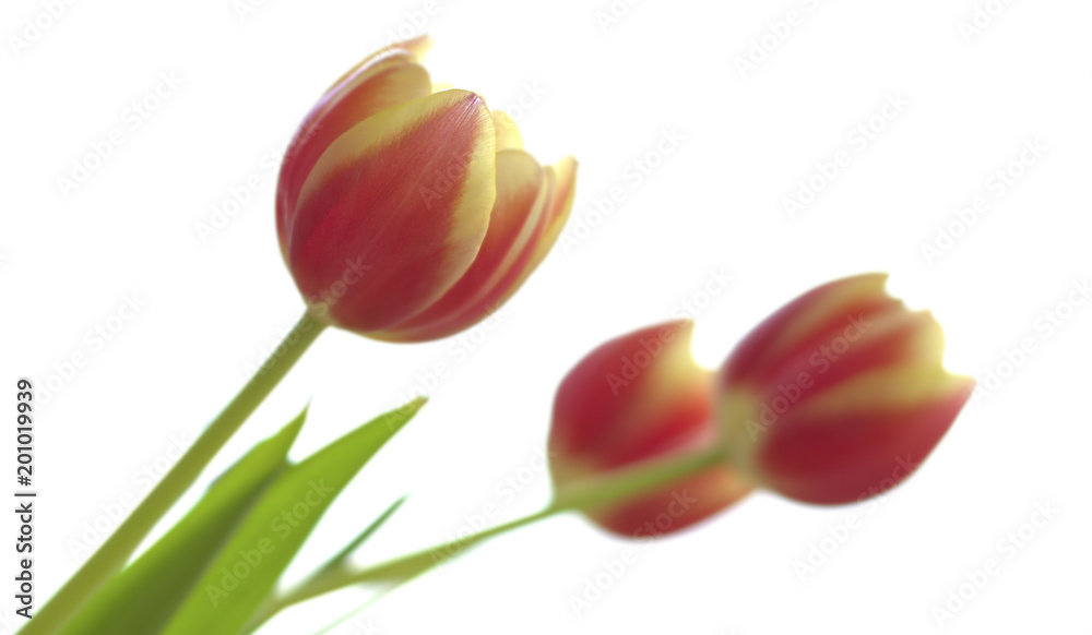 rot-gelbe Tulpen vor weissem Hintergrund