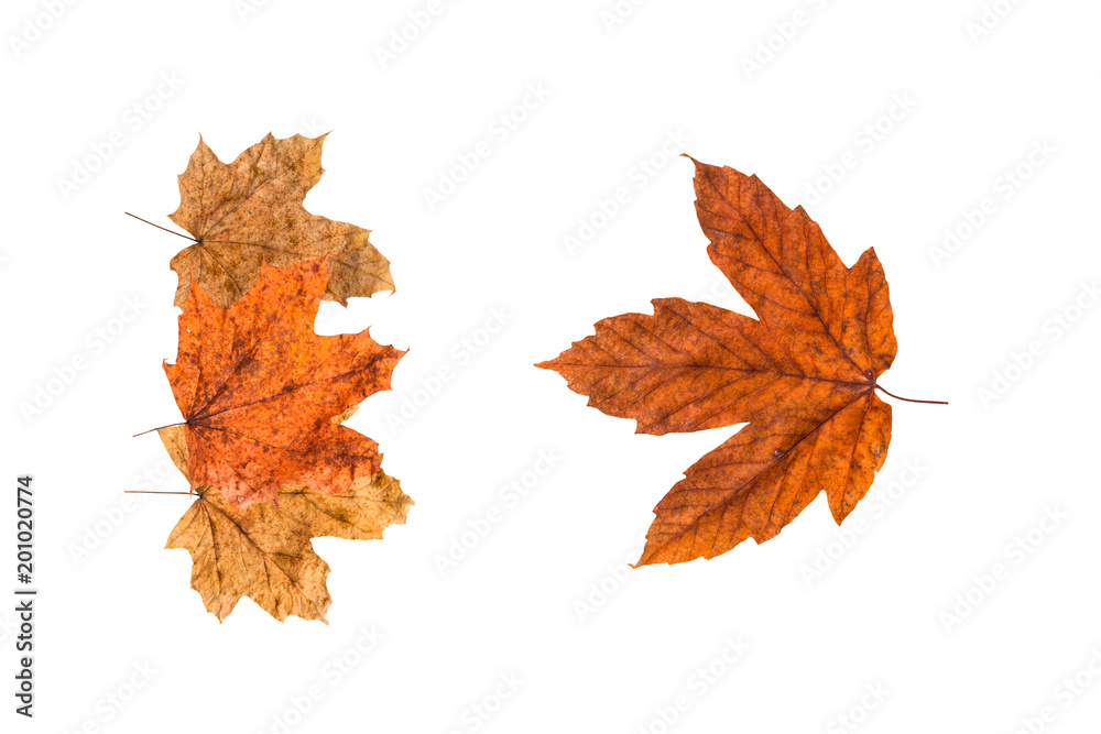 Fototapeta premium Autumn Leaves on White