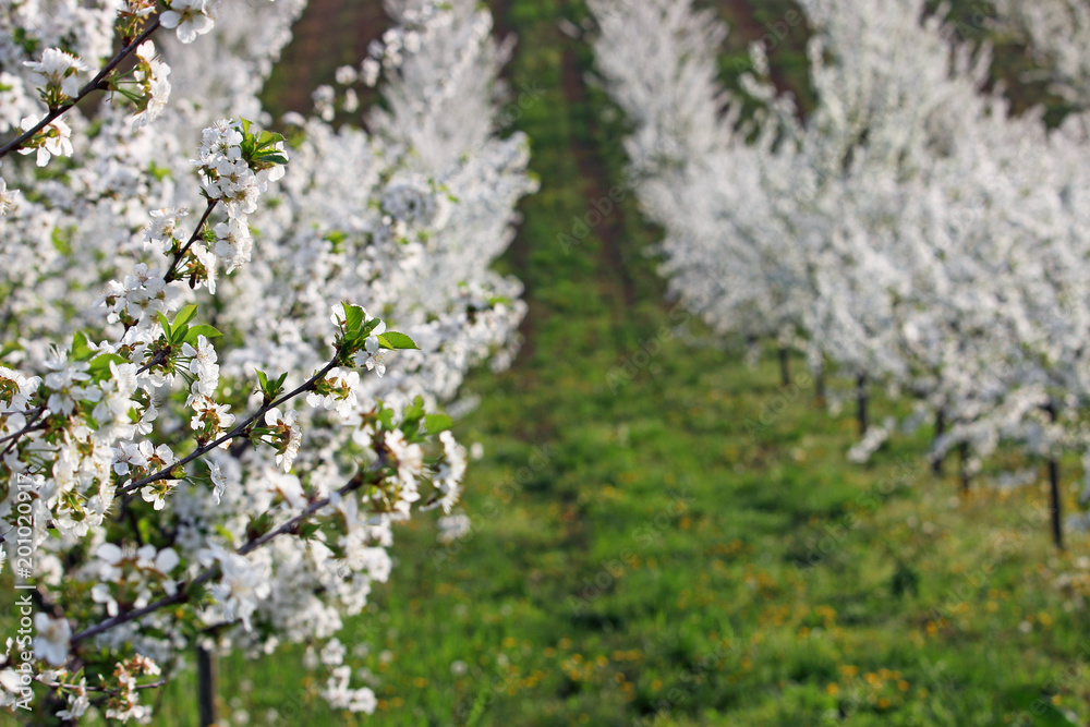 cherry orchard trees landscape spring season agriculture