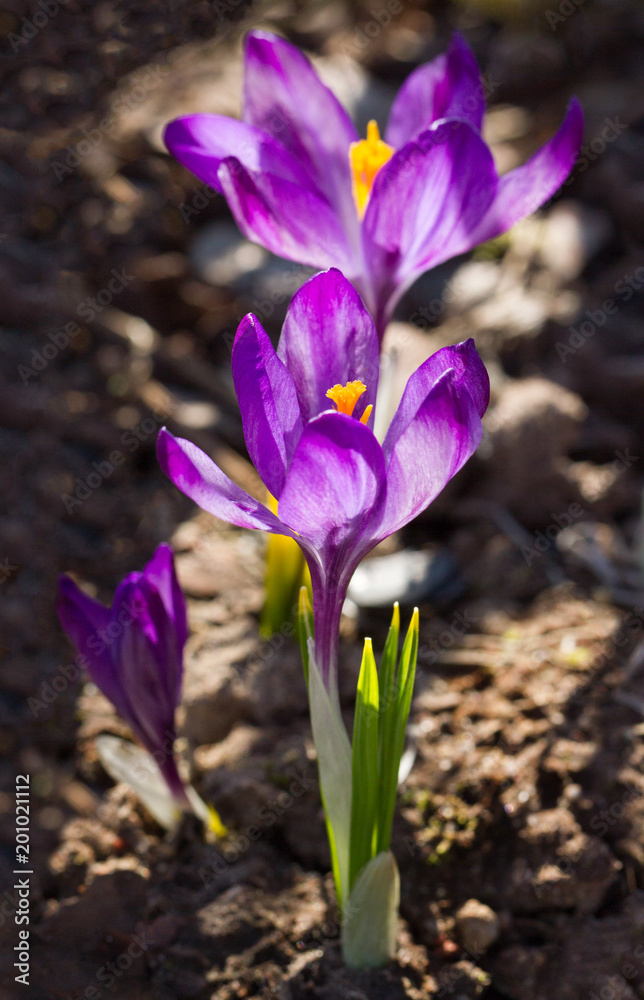 Natutal violet crocuses.