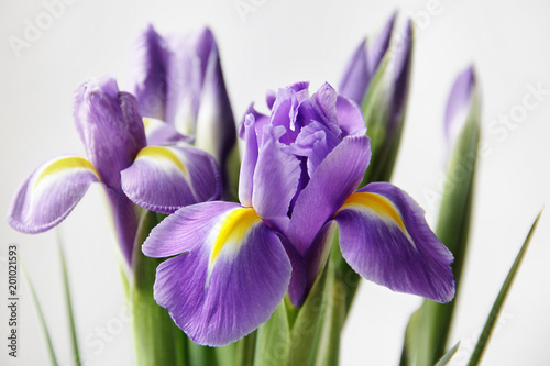 Fototapeta Naklejka Na Ścianę i Meble -  spring iris flowers
