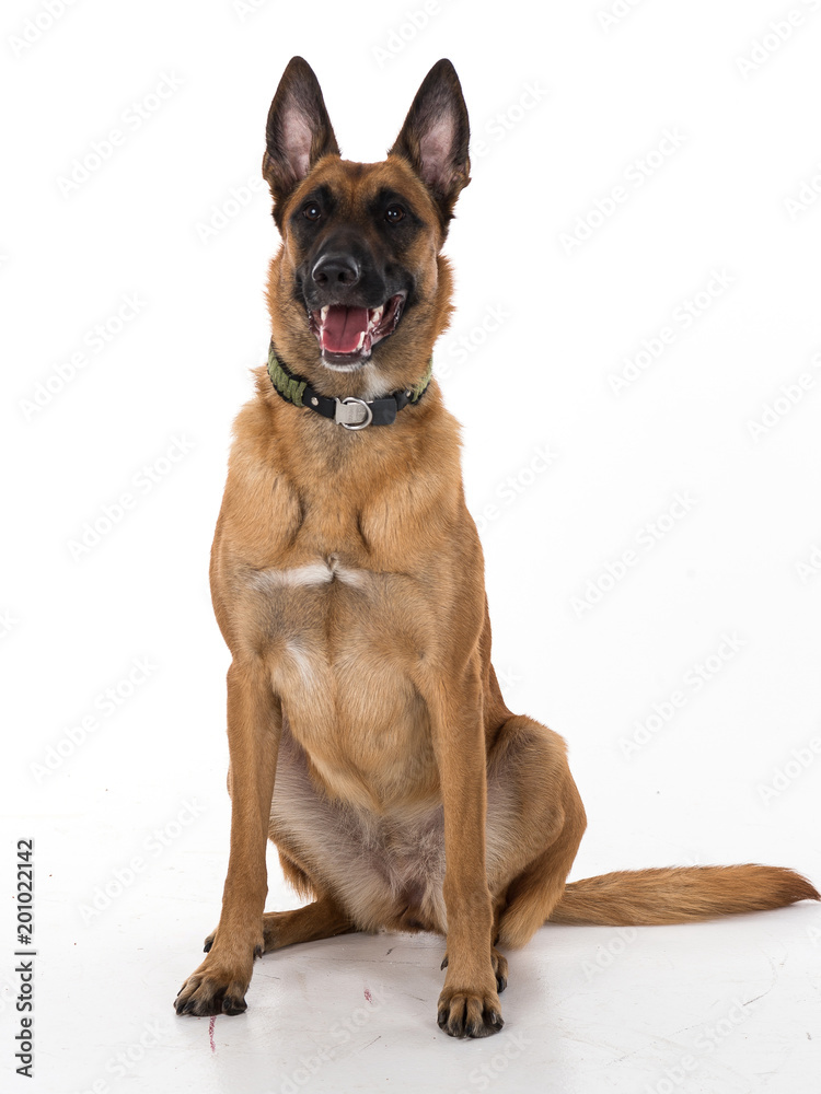 malinois malinois