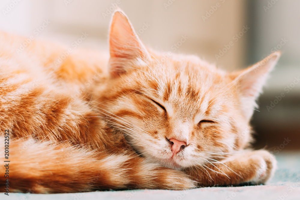 Small Peaceful Orange Red Tabby Ginger Cat Male Kitten Curled Up