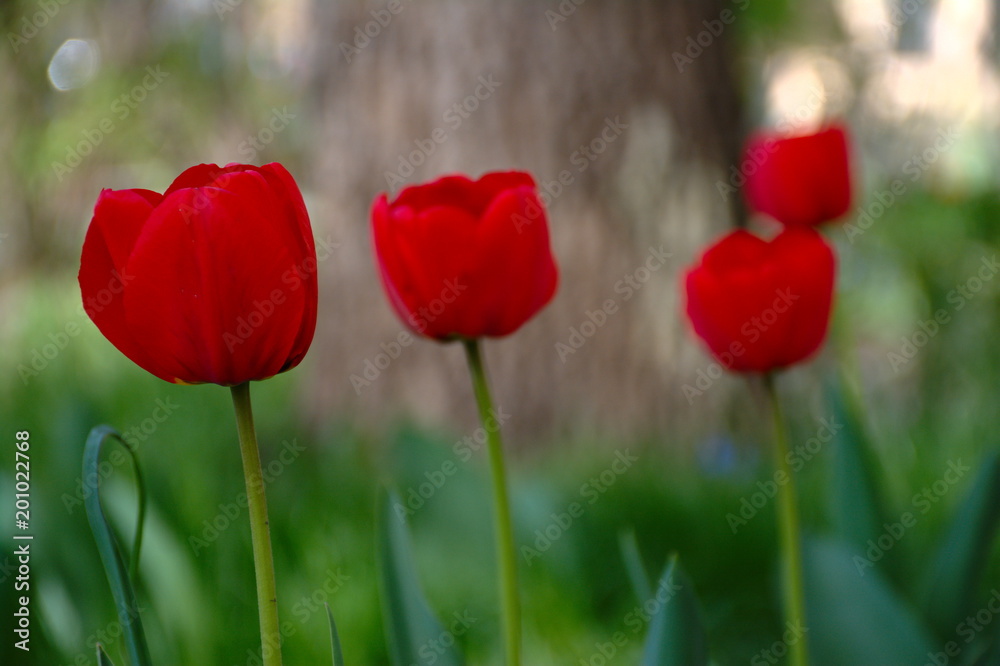 Four tulips landscape. Close up. 
