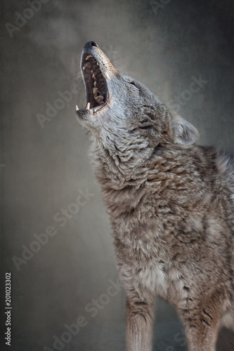 The wolf opened his mouth