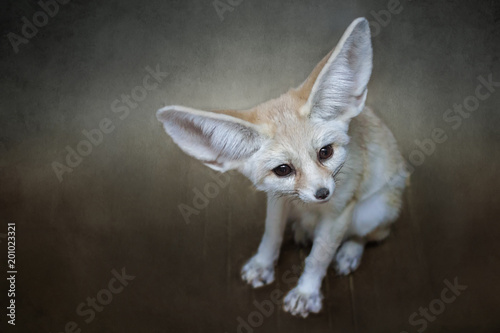 Fox with big ears photo