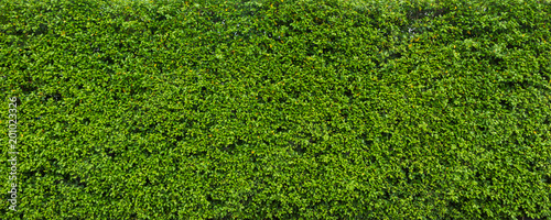 Nature green leaf background and textured, Leaves wall for backdrop, Green leaf in nature backdrop panorama